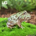 Mutant Caribbean Pacman Frogs for sale - Underground Reptiles
