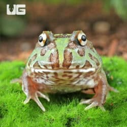 Mutant Caribbean Pacman Frogs for sale - Underground Reptiles