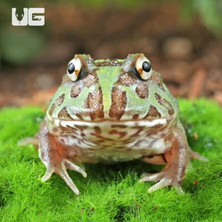Mutant Caribbean Pacman Frogs for sale - Underground Reptiles