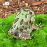 Mutant Caribbean Pacman Frogs for sale - Underground Reptiles