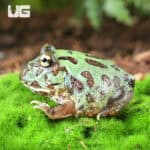 Mutant Caribbean Pacman Frogs for sale - Underground Reptiles