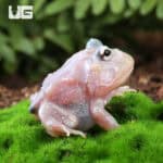 Mutant Pink Angel Pacman Frogs for sale - Underground Reptiles