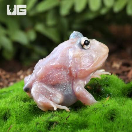 Mutant Pink Angel Pacman Frogs for sale - Underground Reptiles