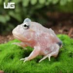 Mutant Pink Angel Pacman Frogs for sale - Underground Reptiles