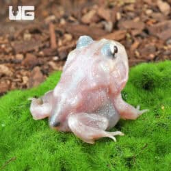 Mutant Pink Angel Pacman Frogs for sale - Underground Reptiles