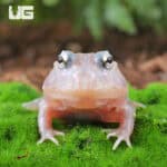Mutant Pink Angel Pacman Frogs for sale - Underground Reptiles