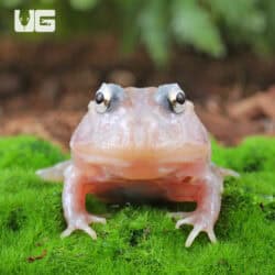Mutant Pink Angel Pacman Frogs for sale - Underground Reptiles