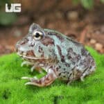 Mutant Translucent Blue Metal Pacman Frogs for sale - Underground Reptiles