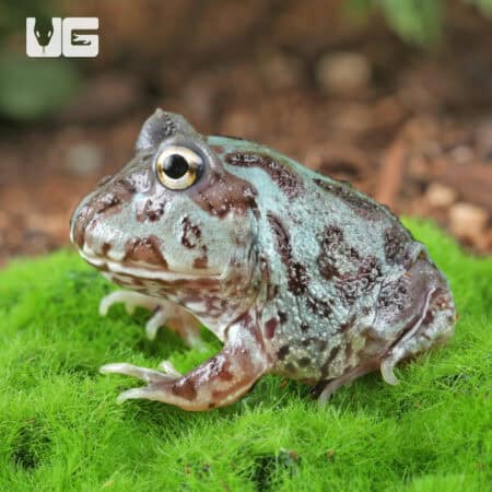 Mutant Translucent Blue Metal Pacman Frogs for sale - Underground Reptiles