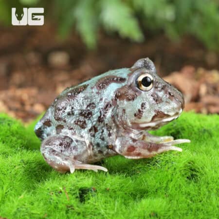 Mutant Translucent Blue Metal Pacman Frogs for sale - Underground Reptiles