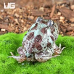 Mutant Translucent Blue Metal Pacman Frogs for sale - Underground Reptiles