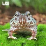 Mutant Translucent Blue Metal Pacman Frogs for sale - Underground Reptiles