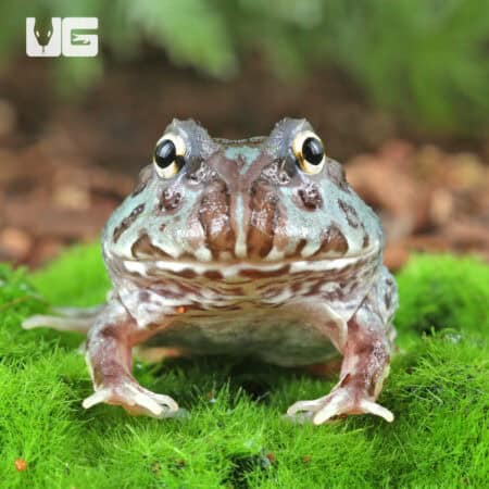 Mutant Translucent Blue Metal Pacman Frogs for sale - Underground Reptiles