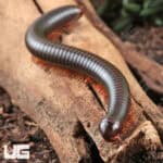 Giant Copper Banded Millipede for sale - Underground Reptiles