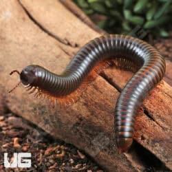 Giant Copper Banded Millipede for sale - Underground Reptiles