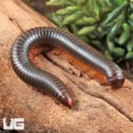 Giant Copper Banded Millipede for sale - Underground Reptiles