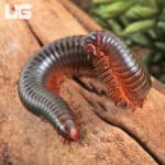 Giant Copper Banded Millipede for sale - Underground Reptiles