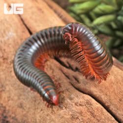 Giant Copper Banded Millipede for sale - Underground Reptiles