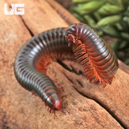 Giant Copper Banded Millipede for sale - Underground Reptiles