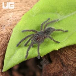 Purple Zebra Tarantula (.5 - .75") for sale - Underground Reptiles