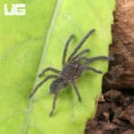Purple Zebra Tarantula (.5 - .75") for sale - Underground Reptiles