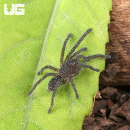 Purple Zebra Tarantula (.5 - .75") for sale - Underground Reptiles