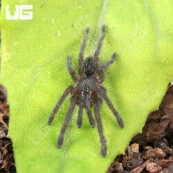 Purple Zebra Tarantula (.5 - .75") for sale - Underground Reptiles