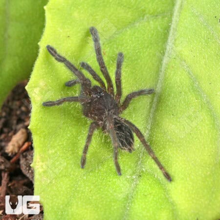 Purple Zebra Tarantula (.5 - .75") for sale - Underground Reptiles
