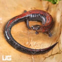 Red Backed Salamander (Plethodon cinereus) For Sale - Underground Reptiles