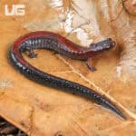 Red Backed Salamander (Plethodon cinereus) For Sale - Underground Reptiles