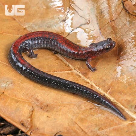 Red Backed Salamander (Plethodon cinereus) For Sale - Underground Reptiles