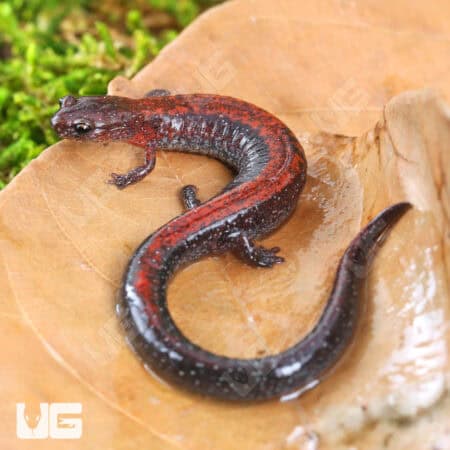 Red Backed Salamander (Plethodon cinereus) For Sale - Underground Reptiles