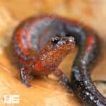 Red Backed Salamander (Plethodon cinereus) For Sale - Underground Reptiles