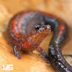 Red Backed Salamander (Plethodon cinereus) For Sale - Underground Reptiles