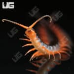 C.B. Red Dragon Centipede (Scolopendra dehanni)  For Sale- Underground Reptiles