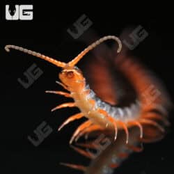 C.B. Red Dragon Centipede (Scolopendra dehanni)  For Sale- Underground Reptiles