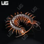 C.B. Red Dragon Centipede (Scolopendra dehanni)  For Sale- Underground Reptiles