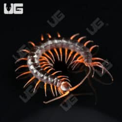 C.B. Red Dragon Centipede (Scolopendra dehanni)  For Sale- Underground Reptiles