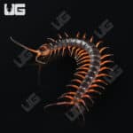 C.B. Red Dragon Centipede (Scolopendra dehanni)  For Sale- Underground Reptiles