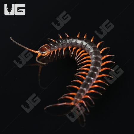 C.B. Red Dragon Centipede (Scolopendra dehanni)  For Sale- Underground Reptiles
