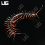 C.B. Red Dragon Centipede (Scolopendra dehanni)  For Sale- Underground Reptiles