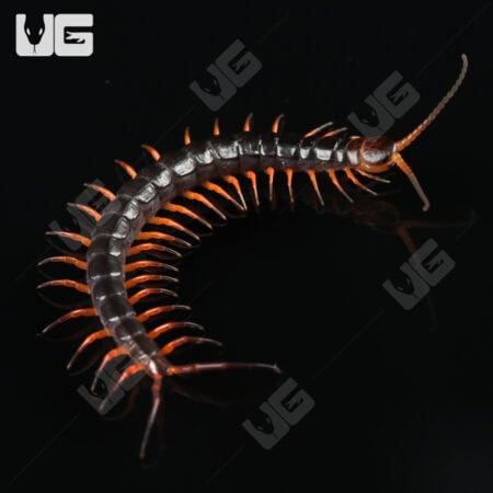 C.B. Red Dragon Centipede (Scolopendra dehanni)  For Sale- Underground Reptiles