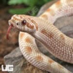 Sub-Adult Male Caramel Anaconda Western Hognose Snake - Underground Reptiles