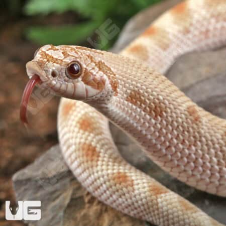 Sub-Adult Male Caramel Anaconda Western Hognose Snake - Underground Reptiles