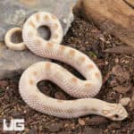 Sub-Adult Male Caramel Anaconda Western Hognose Snake - Underground Reptiles