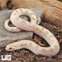 Sub-Adult Male Caramel Anaconda Western Hognose Snake - Underground Reptiles