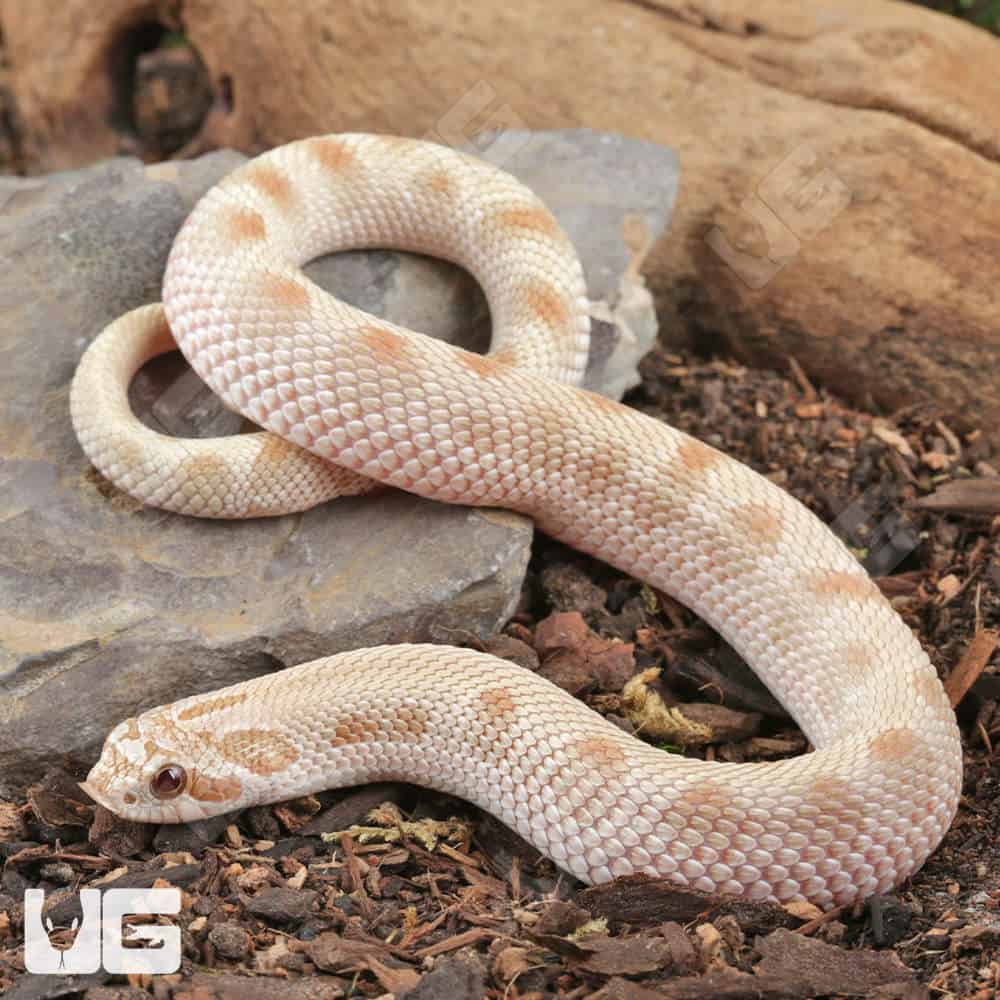 Sub-Adult Male Caramel Anaconda Western Hognose Snake - Underground Reptiles