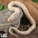 Sub-Adult Male Caramel Anaconda Western Hognose Snake - Underground Reptiles
