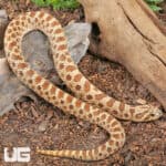 Sub-Adult Female Normal Poss Het Toffee Swiss Western Hognose Snake - Underground Reptiles