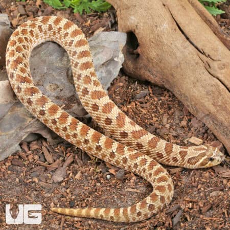 Sub-Adult Female Normal Poss Het Toffee Swiss Western Hognose Snake - Underground Reptiles